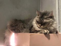 -猫儿山۰猫主题餐厅