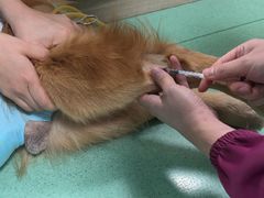 -北京观赏动物医院·24小时大型综合·猫专科·异宠专科