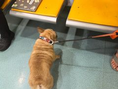 -动物缘宠物医院·骨科·猫科(西二环店)