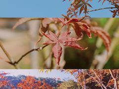 -广州市帽峰山景区