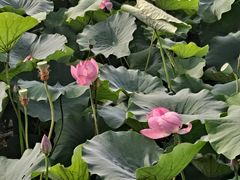 -羊亭河湿地公园