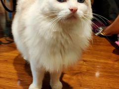 -绒爪撸猫下午茶·猫咖