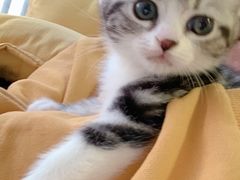 -喵zoo家庭繁育猫舍(尖东智能花园店)