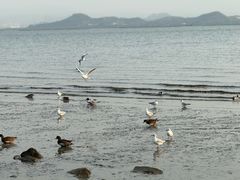 -深圳湾公园(南山区)