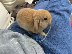 -宠物兔专门店(天丰利市场店)