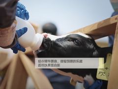 -光明牧业有限公司金山种奶牛场