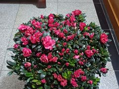 -中环花鸟鱼虫市场