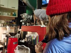 -猫色咖啡·猫咖