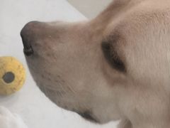 -共舞时光猫咖·狗咖(新街口店)