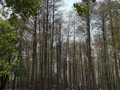 -月湖风景区