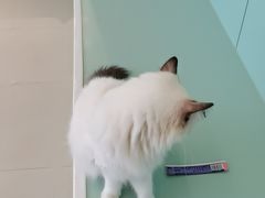 -怪兽屋·羊驼·猫咖·狗咖(俊华广场店)