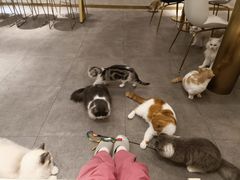 -飞行喵MR PILOT|猫舍·猫咖(静安大融城店)