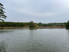 -大湾区中央湿地公园