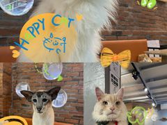 -豆逗聊愈猫阁Easy Life