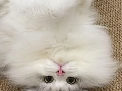 -猫十亿·布偶金渐层·曼基康矮脚猫舍(青年路店)