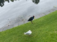 -墨尔本皇家植物园