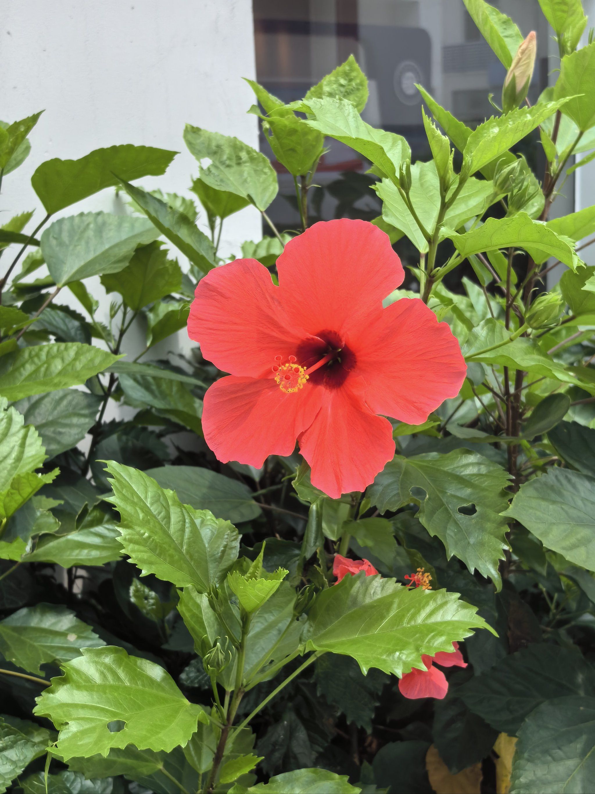 送你一朵小红花