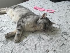 -纳吉亚猫专科动物医院·北北分院