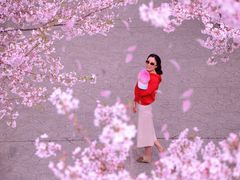 -高东镇樱花园