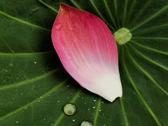 -石家庄市植物园