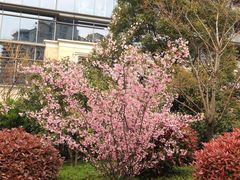 外景-绿城千岛湖喜来登度假酒店