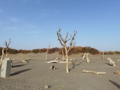 -金塔沙漠胡杨林景区