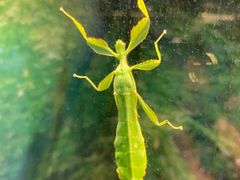 -上海大自然野生昆虫馆(东方明珠·爬宠昆虫探索中心)