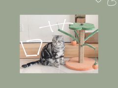 -Catmate·猫肥家润(金润铂宫店)