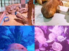 -顺德南宏海立方海洋公园