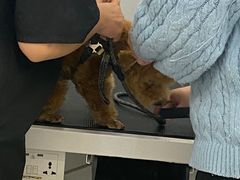 -comecome来吧宠物(奥克斯中心店)