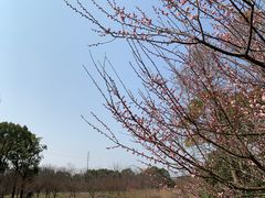 -上海海湾国家森林公园