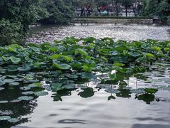 -荔湾湖公园