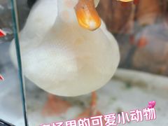-凯德MALL(望京店)