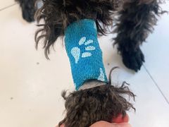 -关爱动物医院·心脏·中兽医·异宠(金牛路分院)