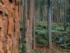 -广州市石门国家森林公园