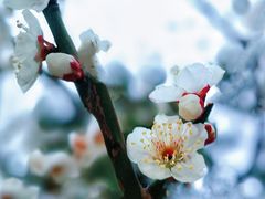 -莘庄公园