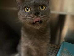 -御宝贝·A梦猫科宠物医院(国际猫友好医院)