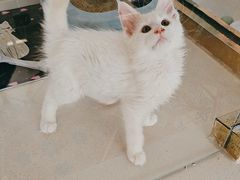 -糯米喵星人总部直营旗舰店·猫舍·幼猫出售
