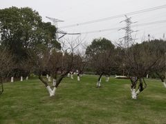 -长田漾湿地公园