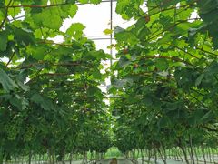 -金谷域澳洲庄园