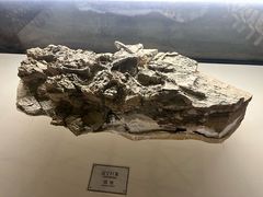 -辽宁古生物博物馆
