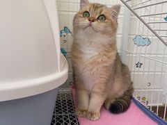 -东方名猫馆·英短金渐层布偶猫舍(环线广场1号楼店)