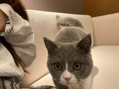 -猫大福·Fortune Cat猫舍(百子湾店)