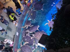 -烟台海昌鲸鲨海洋公园