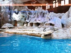 -帝企鹅自助餐厅•儿童岛•真企鹅(长隆企鹅酒店)