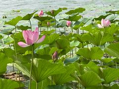 -丁香湖公园