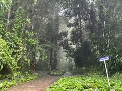 -莫里热带雨林景区