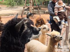 -灵玲国际马戏城