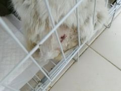 -北京赛佳动物医院