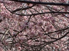 -桃花堤公园
